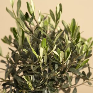 Earthbound Olive Memorial Tree close up of leaves