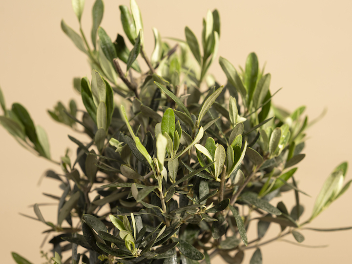 Earthbound Olive Memorial Tree close up of leaves