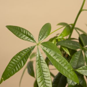 Close up of Earthbound Money Tree Memorial Tree