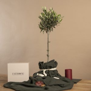 Earthbound Olive Memorial Tree