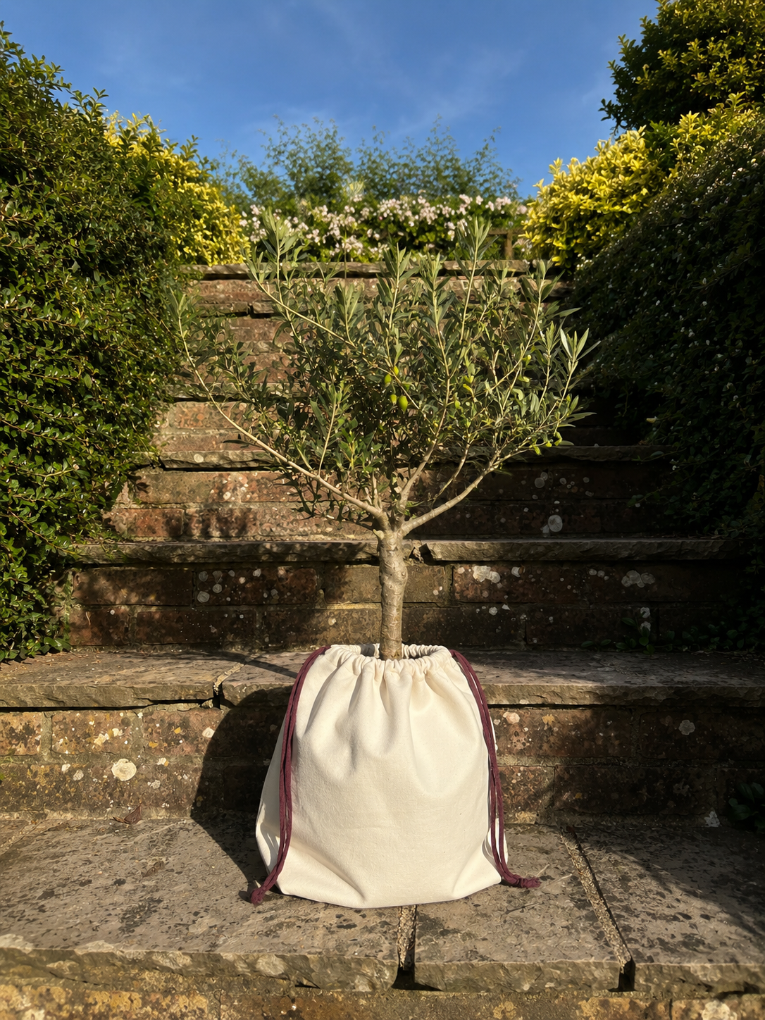 Earthbound Olive Memorial Tree in bag in front of Steps