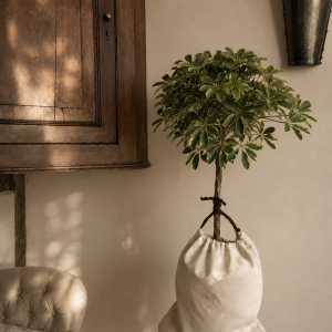Dwarf Umbrella Tree Memorial Tree on table