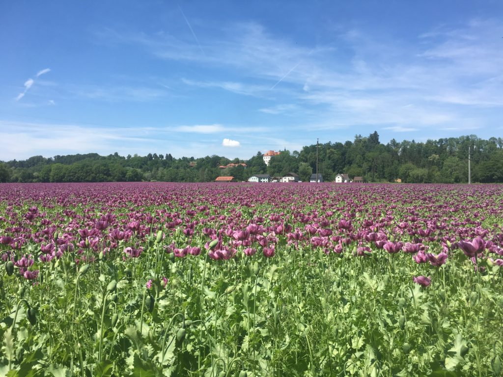 Poppy field, Kremstal radweg