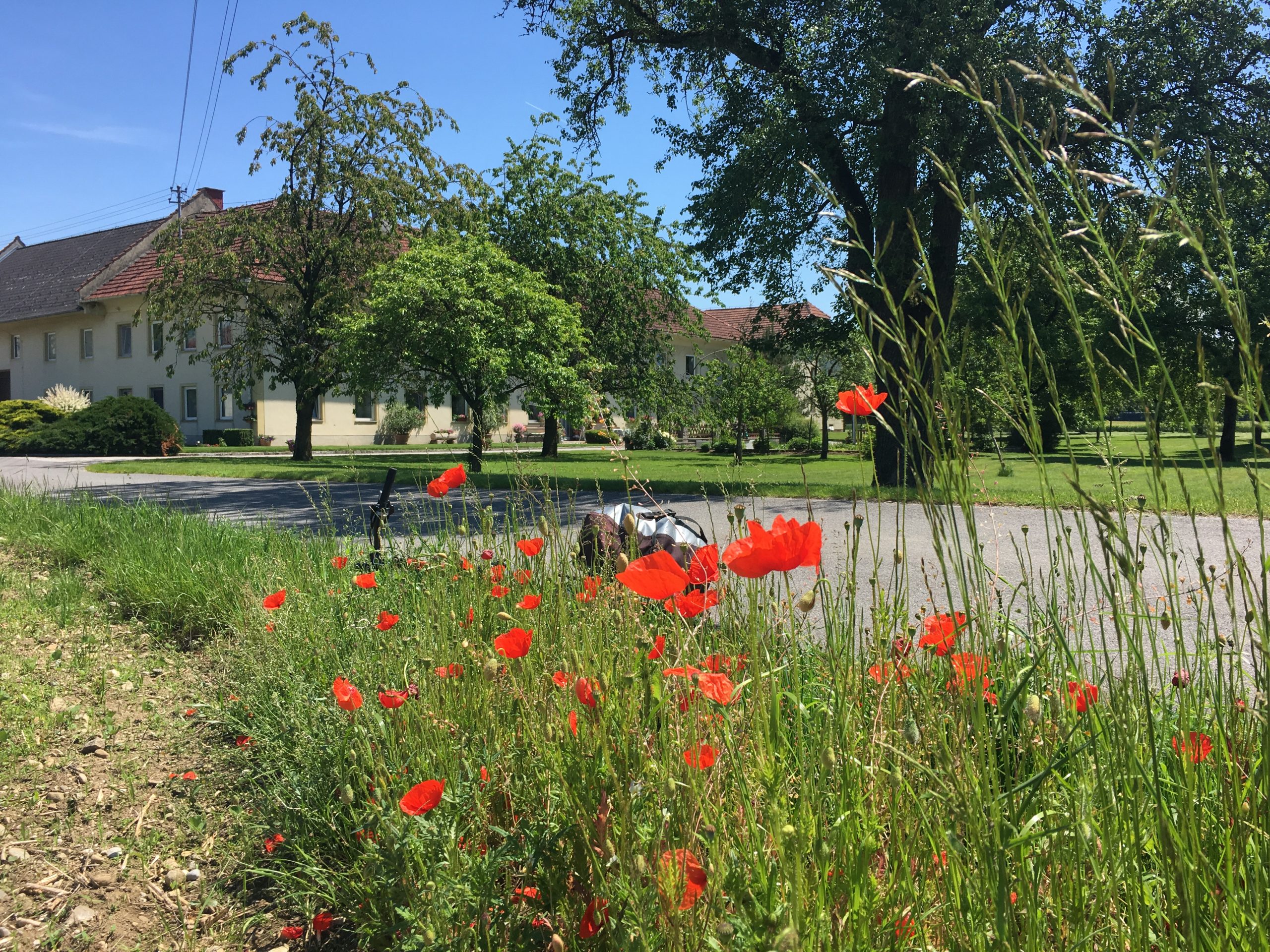 Kremstal radweg poppies