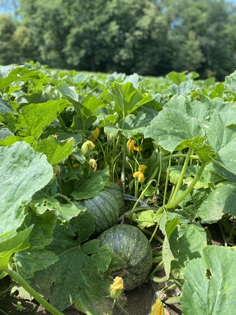 Pumpkins