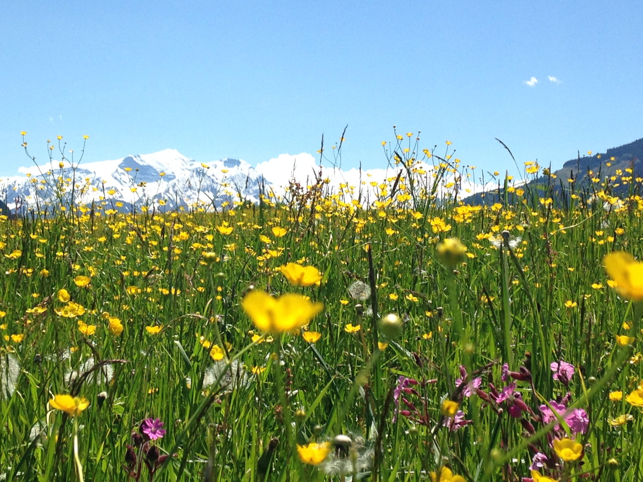 Spring flowers