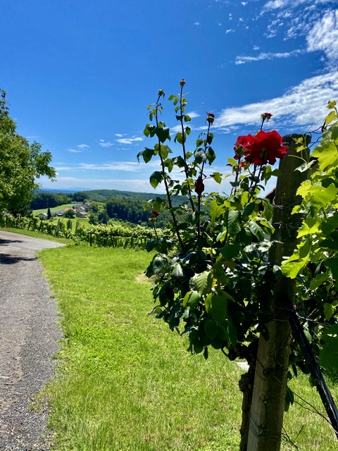 Vineyards St Anna