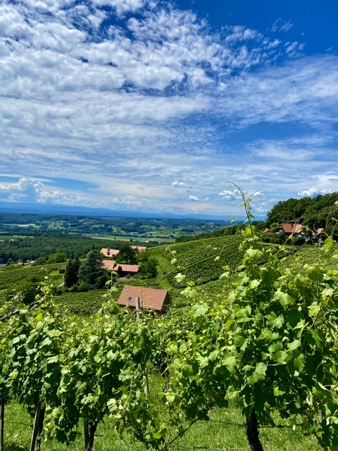 Vineyards St Anna