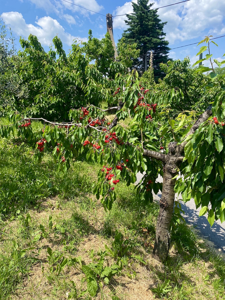 Cherry Tree, Slovenia