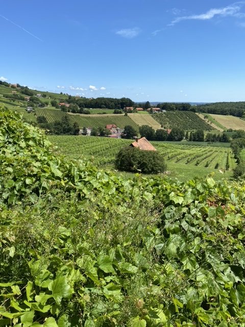 Vineyards St Anna