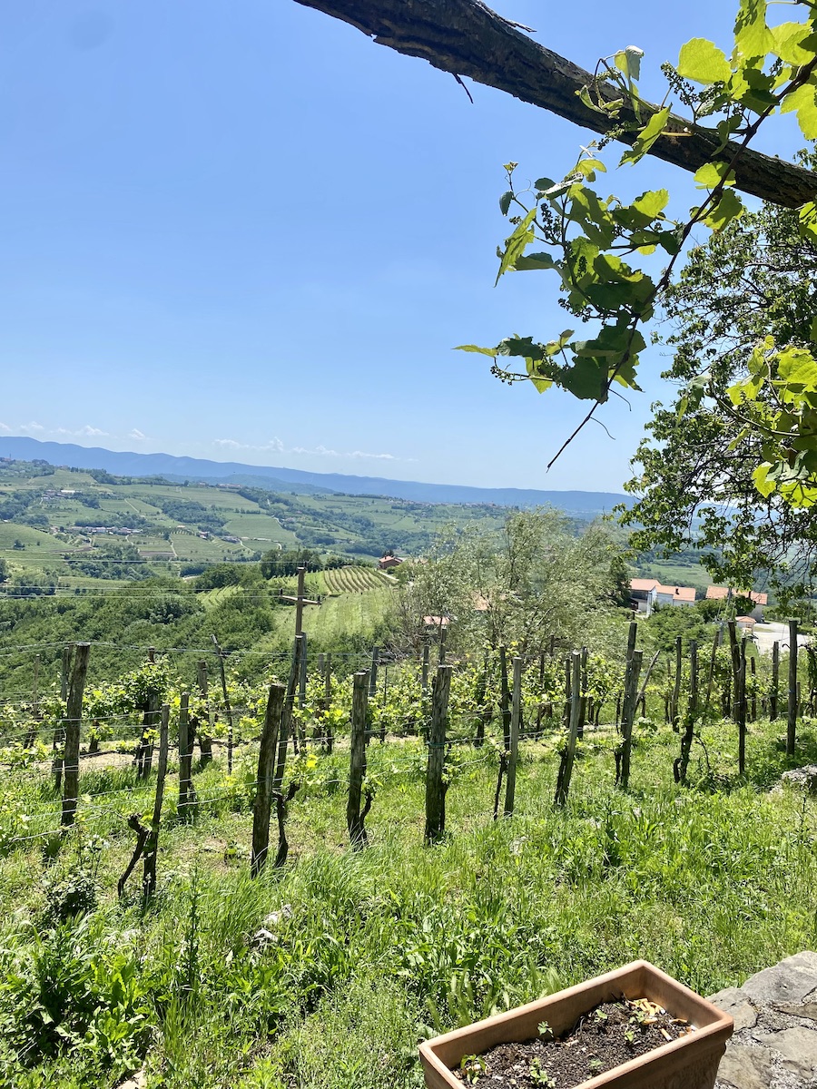 Vineyard, Slovenia
